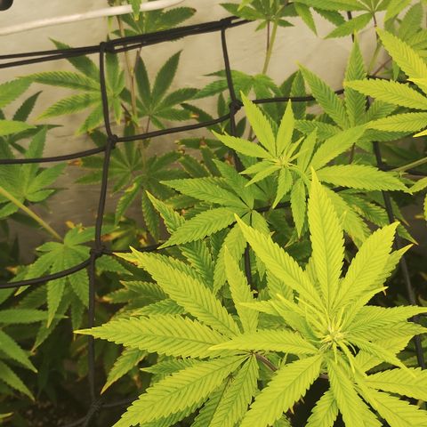 Gorilla growlog timeline photo