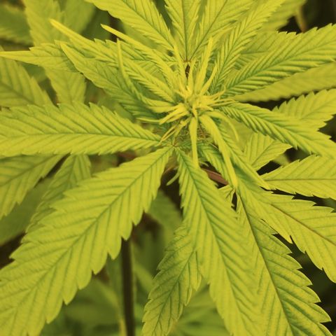 Gorilla growlog timeline photo