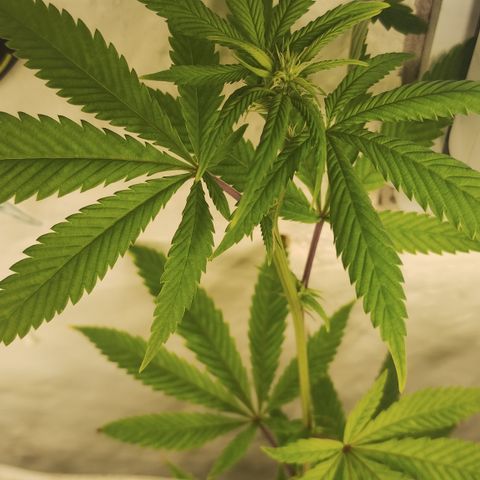 Gorilla growlog timeline photo