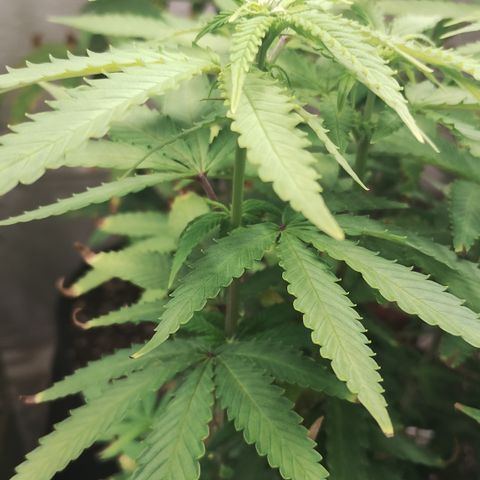 Girl scoout cokies growlog timeline photo