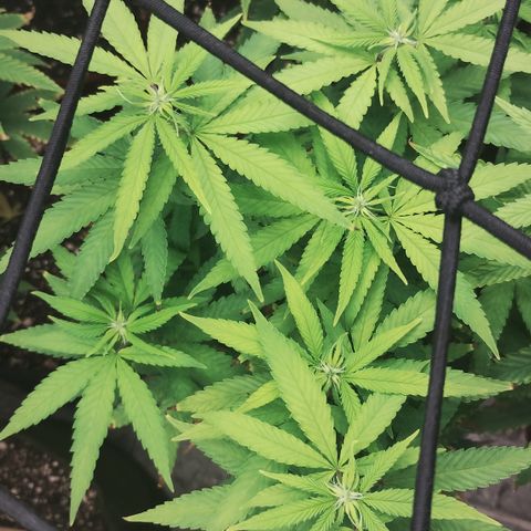 Girl scoout cokies growlog timeline photo