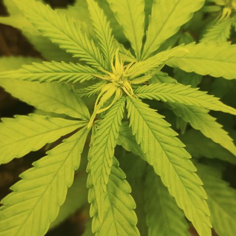 Girl scoout cokies growlog timeline photo