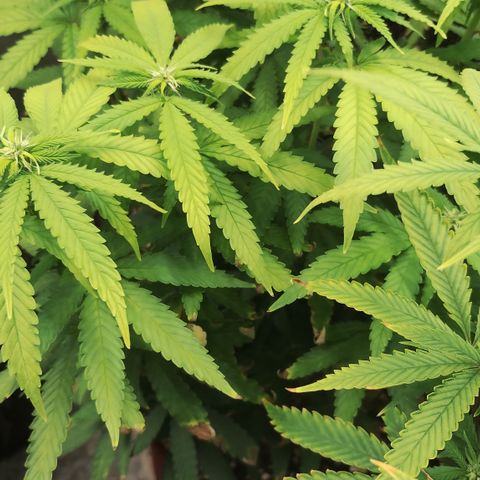 Girl scoout cokies growlog timeline photo