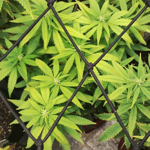 Girl scoout cokies growlog timeline photo