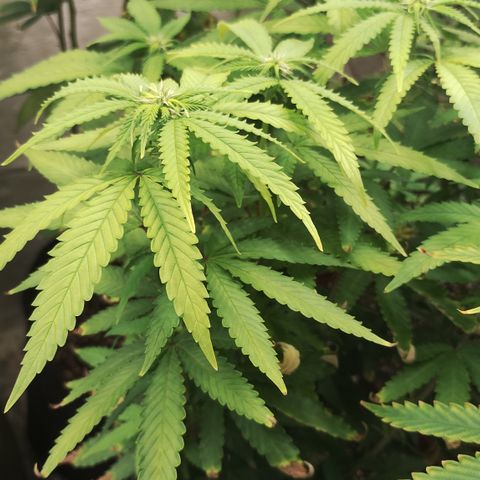 Girl scoout cokies growlog timeline photo