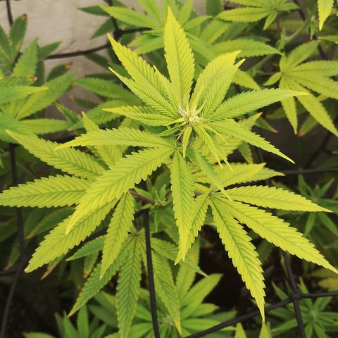 Gorilla growlog timeline photo
