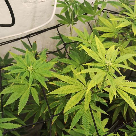 Gorilla growlog timeline photo