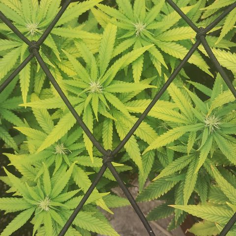Girl scoout cokies growlog timeline photo