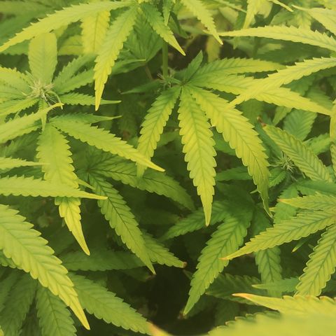 Girl scoout cokies growlog timeline photo