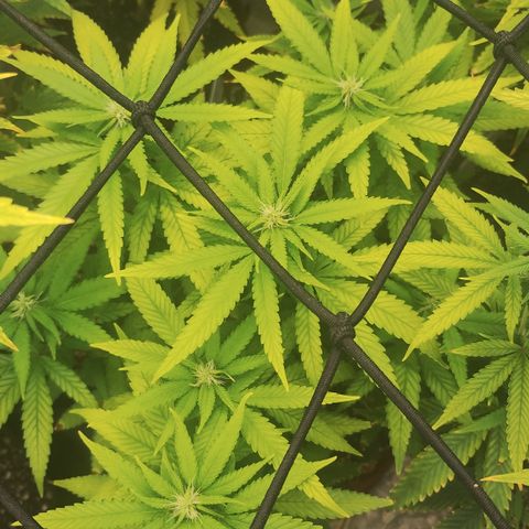 Girl scoout cokies growlog timeline photo