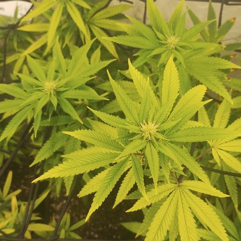 Gorilla growlog timeline photo