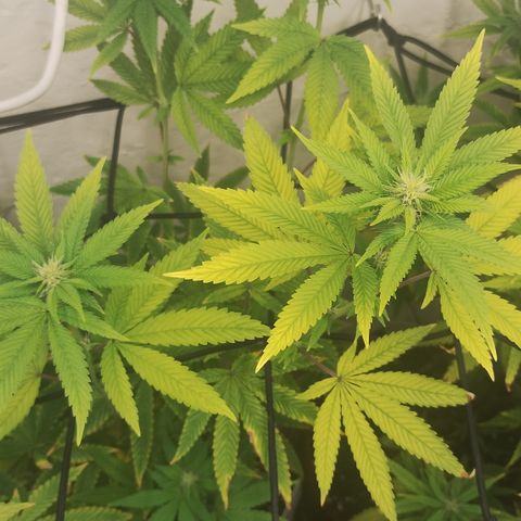 Gorilla growlog timeline photo