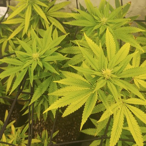 Gorilla growlog timeline photo