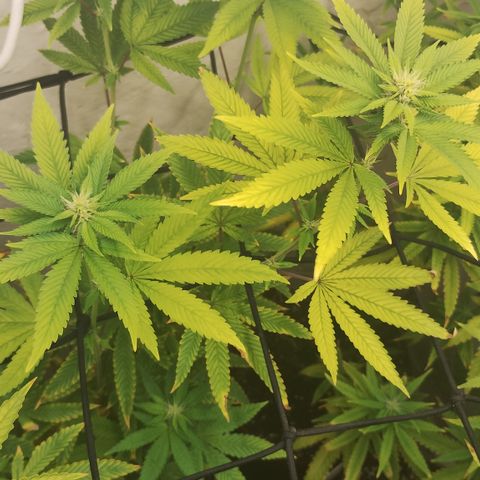 Gorilla growlog timeline photo