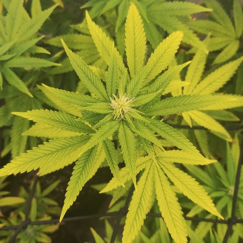 Gorilla growlog timeline photo