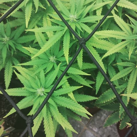 Girl scoout cokies growlog timeline photo