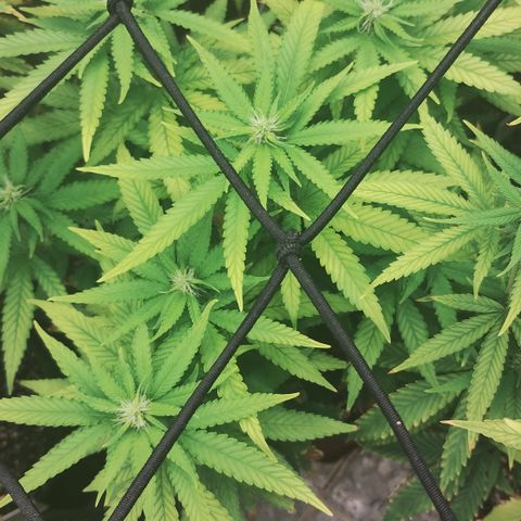 Girl scoout cokies growlog timeline photo