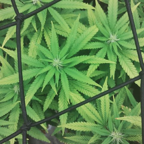 Girl scoout cokies growlog timeline photo