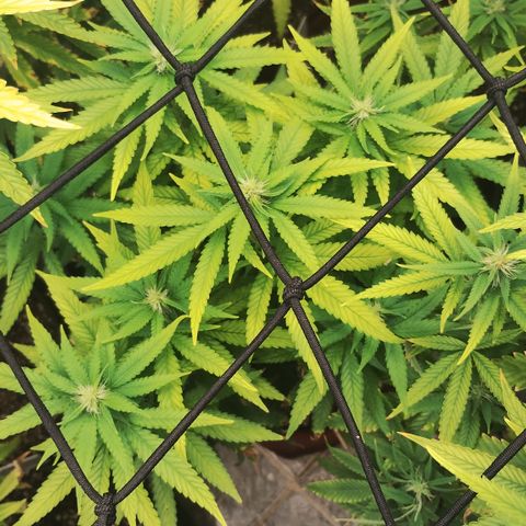 Girl scoout cokies growlog timeline photo