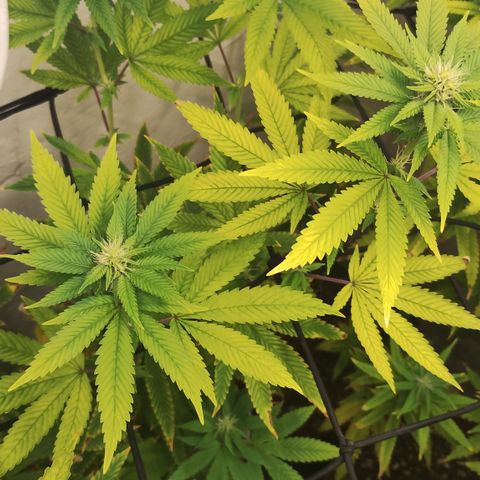 Gorilla growlog timeline photo