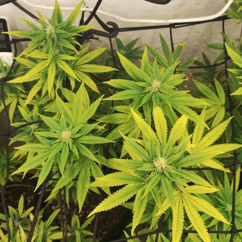Gorilla growlog timeline photo