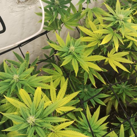 Gorilla growlog timeline photo