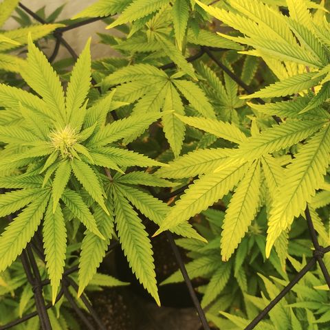 Gorilla growlog timeline photo