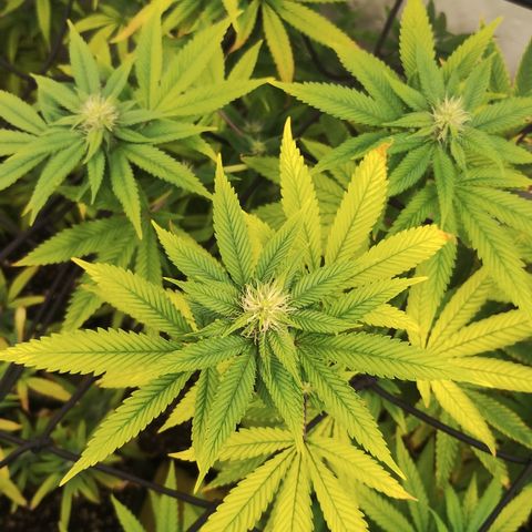 Gorilla growlog timeline photo