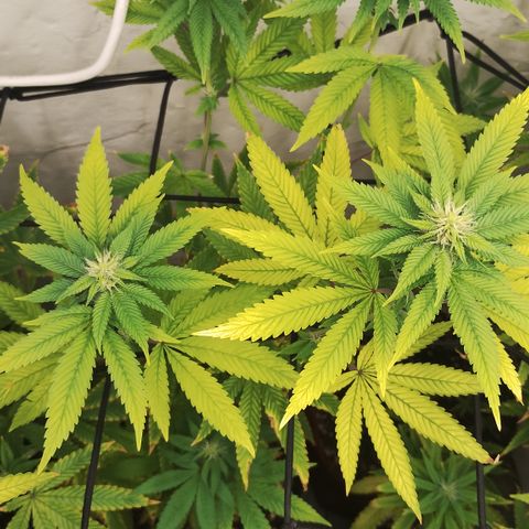 Gorilla growlog timeline photo