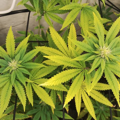 Gorilla growlog timeline photo