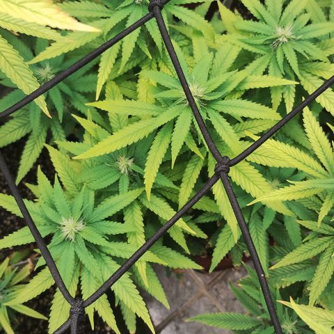 Girl scoout cokies growlog timeline photo