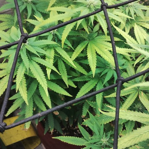 Girl scoout cokies growlog timeline photo