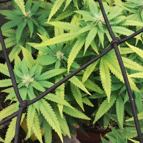 Girl scoout cokies growlog timeline photo