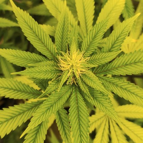 Gorilla growlog timeline photo