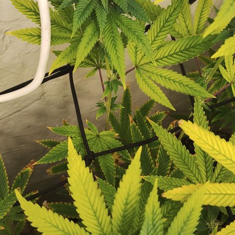 Gorilla growlog timeline photo