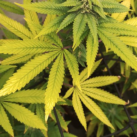 Gorilla growlog timeline photo