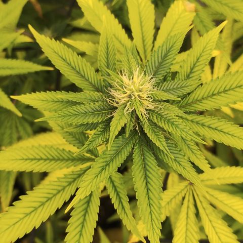 Gorilla growlog timeline photo