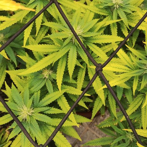 Girl scoout cokies growlog timeline photo