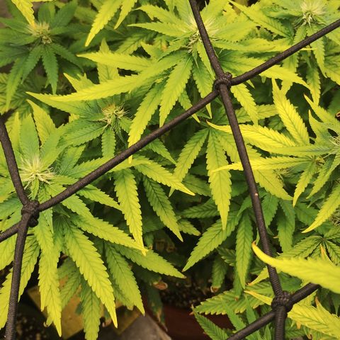Girl scoout cokies growlog timeline photo