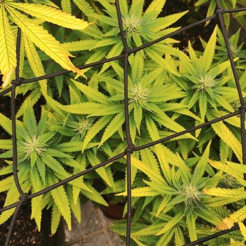 Girl scoout cokies growlog timeline photo