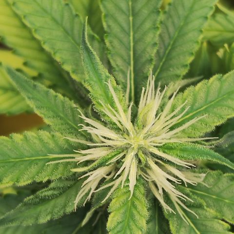 Girl scoout cokies growlog timeline photo