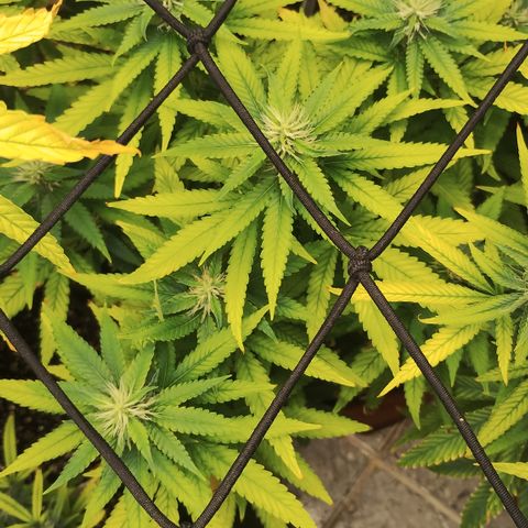 Girl scoout cokies growlog timeline photo