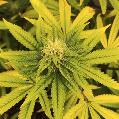 Gorilla growlog timeline photo