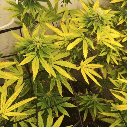 Gorilla growlog timeline photo