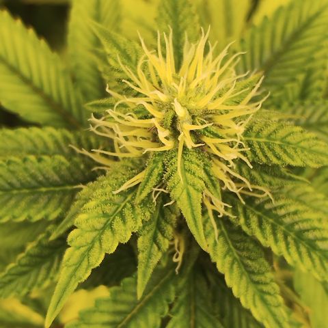 Gorilla growlog timeline photo