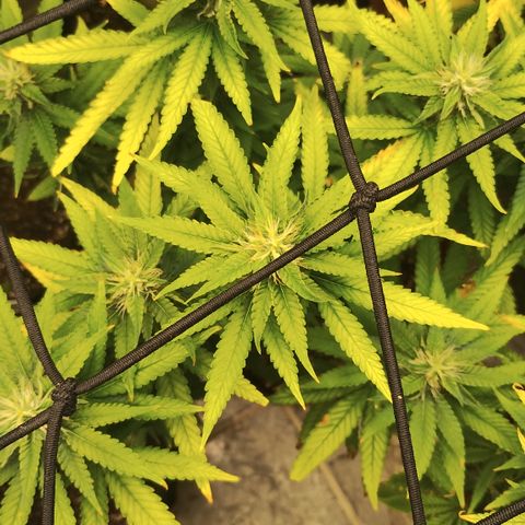 Girl scoout cokies growlog timeline photo