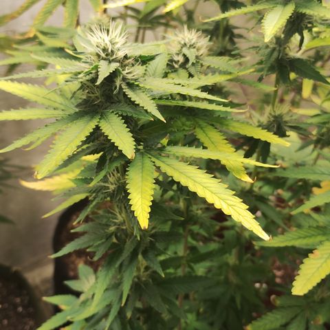 Girl scoout cokies growlog timeline photo