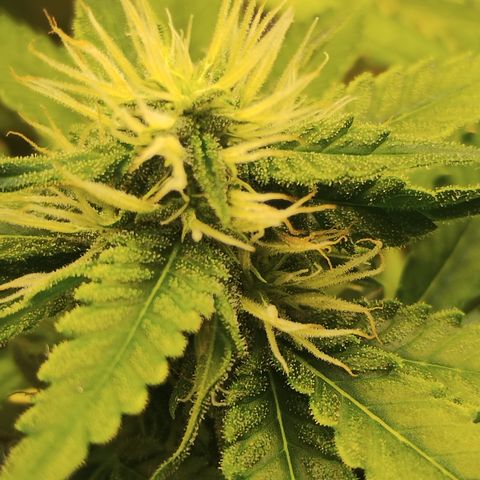 Girl scoout cokies growlog timeline photo