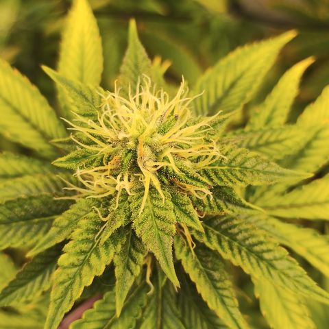 Gorilla growlog timeline photo