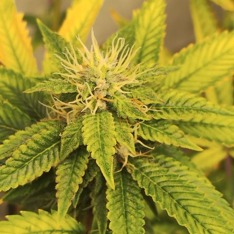 Gorilla growlog timeline photo